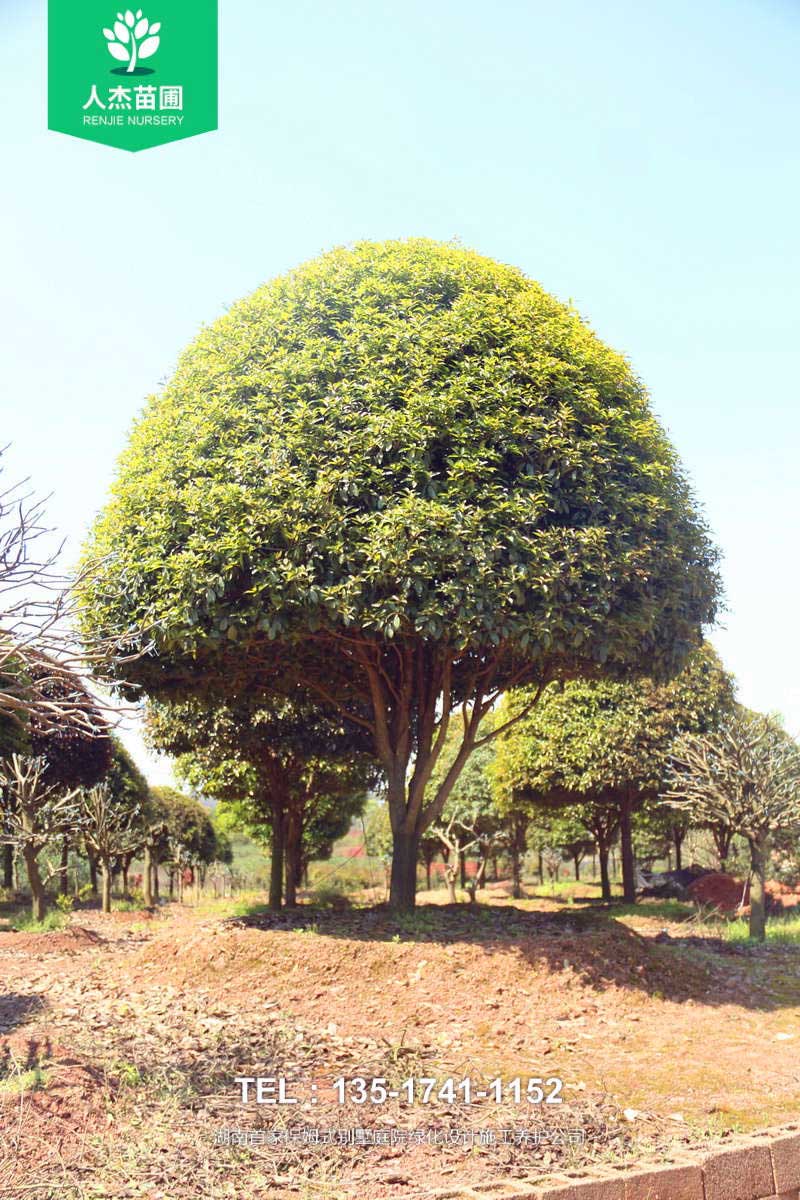 桂花树【米径18cm】