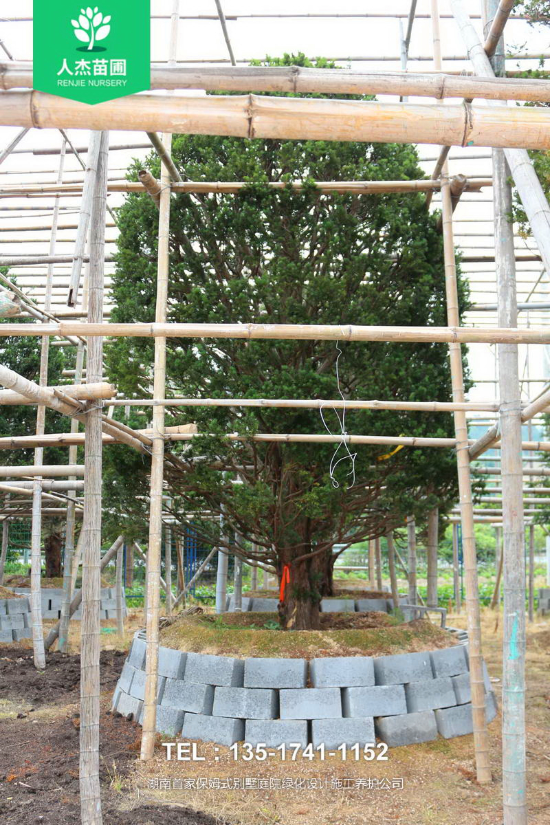 日本红豆杉【米径22cm】