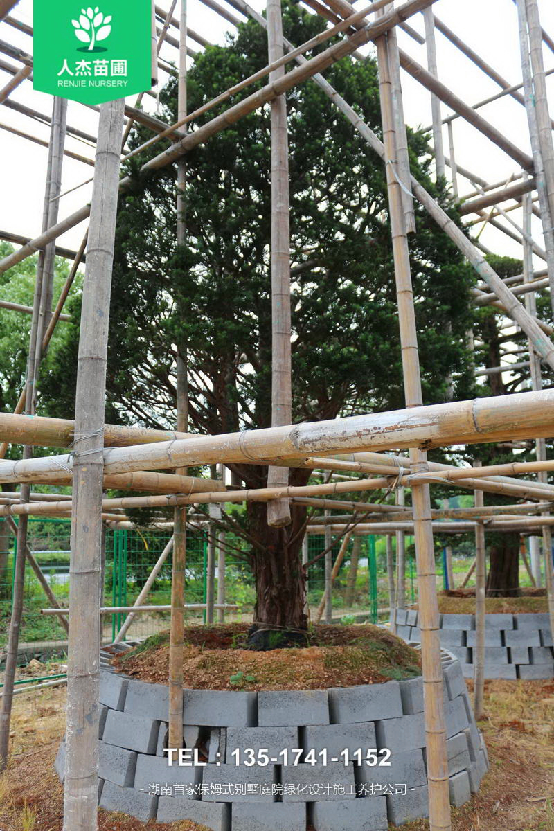 日本红豆杉【米径24cm】