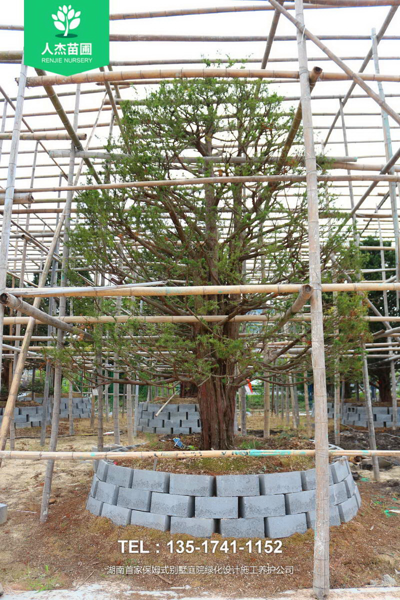 日本红豆杉【米径26cm】