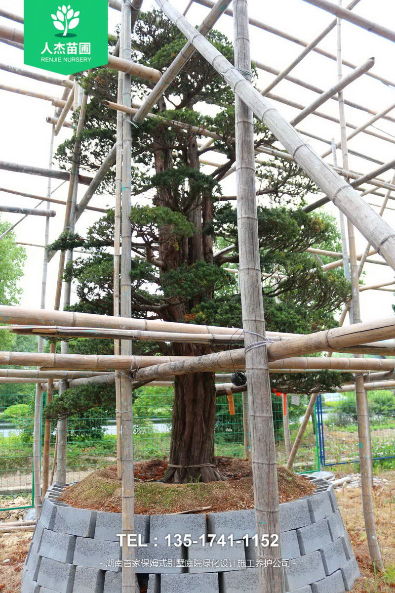 日本红豆杉【米径32cm】