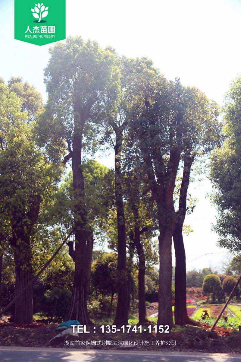 香樟树【米径30-50cm】