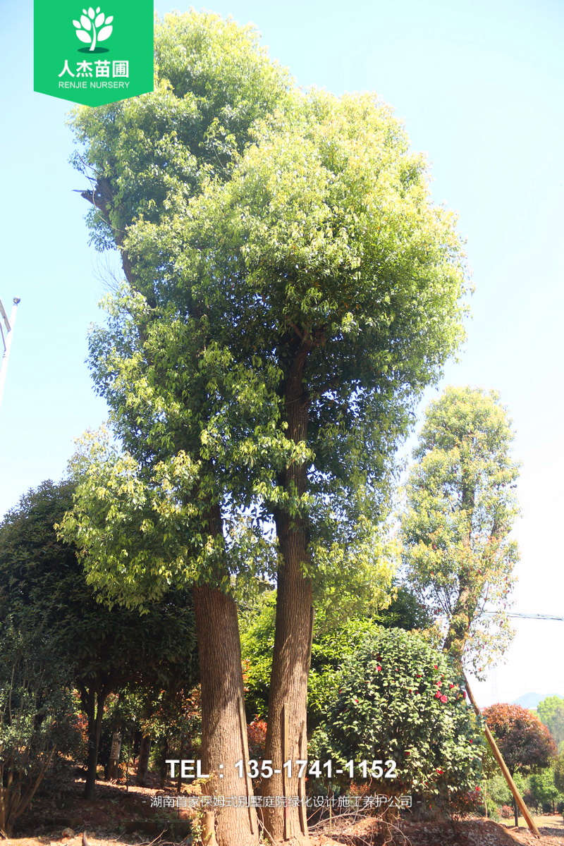 多杆香樟树【米径45-55cm】