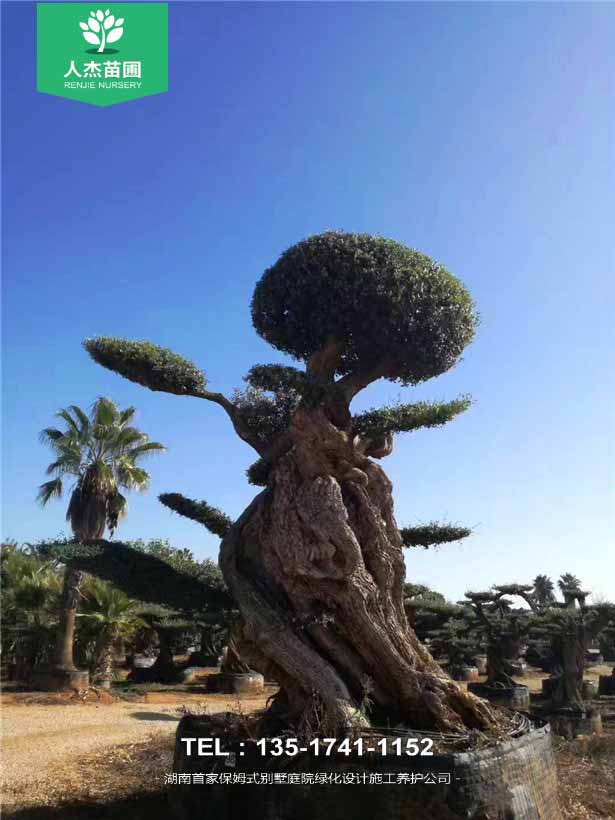 西班牙橄榄树【树龄1200年】