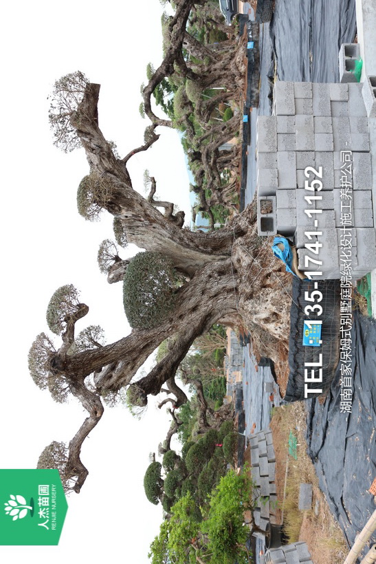 西班牙橄榄树【树龄1600年】