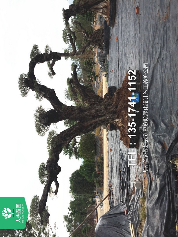 西班牙橄榄树【树龄1400年⑤】