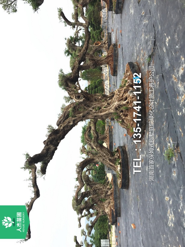 西班牙橄榄树【树龄1400年⑥】